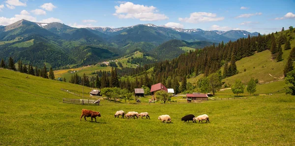 Travel Lifestyle concept beautiful mountains landscape on background Summer vacations activity outdoor. Flock of sheep in the carpathians. — Stock Photo, Image