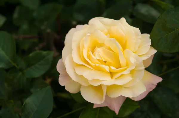 Eine gelbe Rose mit Tropfen auf einem grün verschwommenen Hintergrund. — Stockfoto