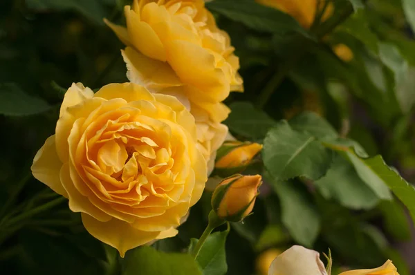 Rosas amarillas en un arbusto en un jardín . — Foto de Stock