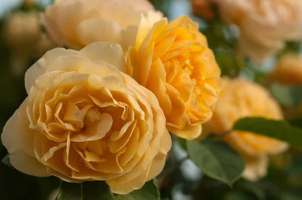 Yellow roses on the blue sky background. — Stock Photo, Image