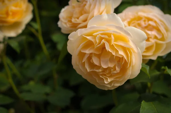 Gelbe Rosen auf einem Busch in einem Garten. — Stockfoto