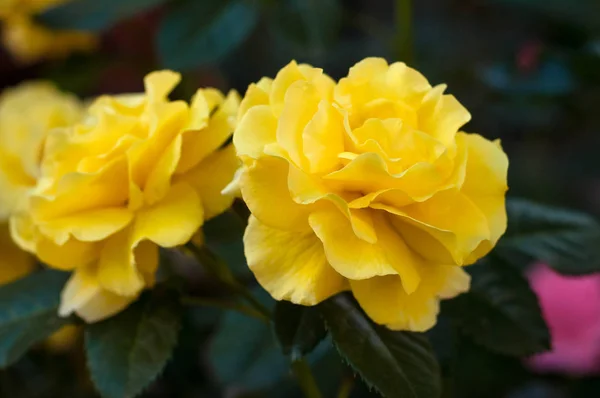 Gelbe Rosen auf einem Busch in einem Garten. — Stockfoto