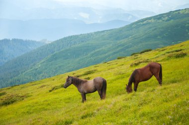 İki at yaz aylarında karşı dağlar sıyrılmak.