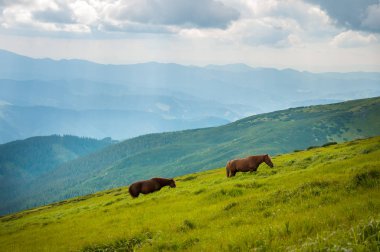 İki at yaz aylarında karşı dağlar sıyrılmak.