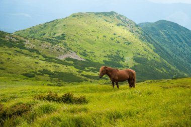 Yüksek-arazi mera, Karpat Dağları, at otlatma.