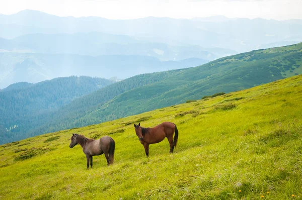 Two horses is grazed against mountains in the summer. — Stock Photo, Image