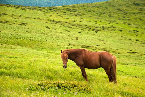 Yüksek-arazi mera, Karpat Dağları, at otlatma. 