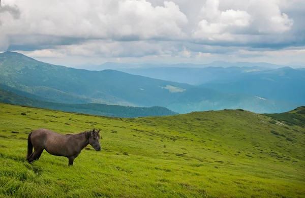 Yüksek-arazi mera, Karpat Dağları, at otlatma. 