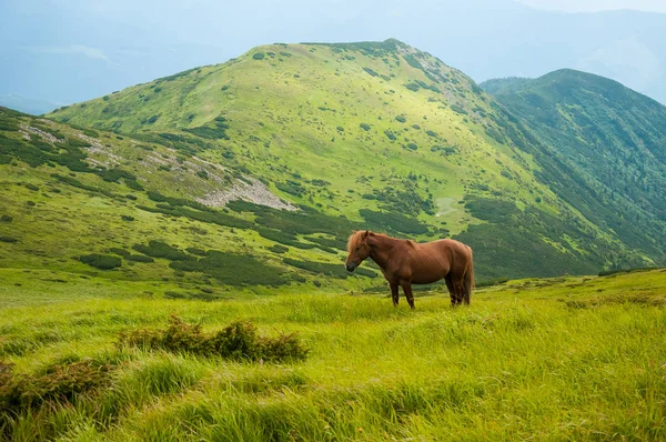 Yüksek-arazi mera, Karpat Dağları, at otlatma.
