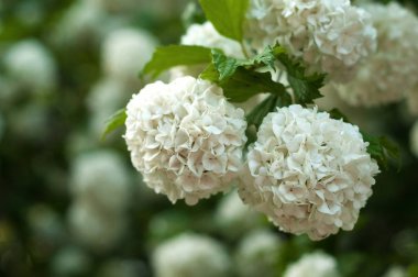 Çin snowball Kartopu çiçeği çiçek başları karlı. Beyaz çiçek dalları üzerinde hassas mağaralar.