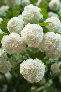 Çin snowball Kartopu çiçeği çiçek başları karlı. Beyaz çiçek dalları üzerinde hassas mağaralar.