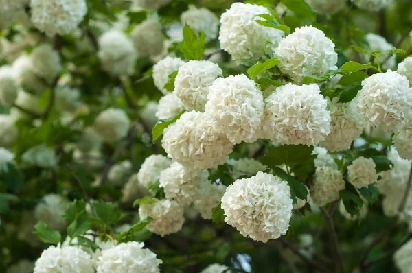 Çin snowball Kartopu çiçeği çiçek başları karlı. Beyaz çiçek dalları üzerinde hassas mağaralar.