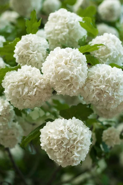 Bola de nieve floreciente viburnum fotos de stock, imágenes de Bola de nieve floreciente viburnum sin royalties | Depositphotos Bola de nieve floreciente viburnum fotos de stock, imágenes de Bola de nieve floreciente viburnum sin royalties | Depositphotos