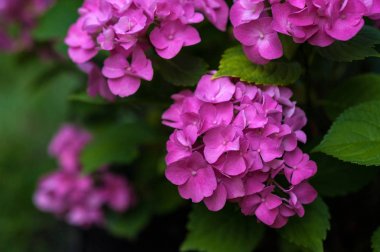 Yaz bahçesinde pembe ortanca çiçek. 