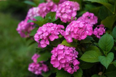 Yaz bahçesinde pembe ortanca çiçek. 