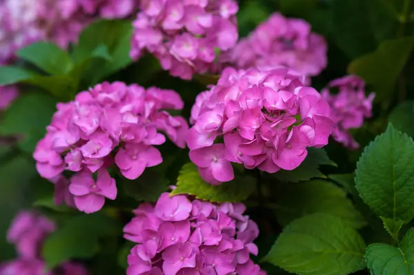 Yaz bahçesinde pembe ortanca çiçek. 