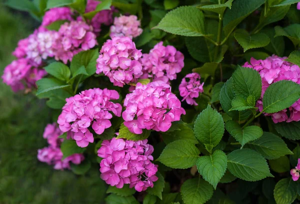 De Roze hortensia bloeit in de zomertuin. — Stockfoto