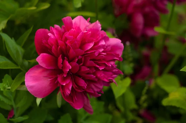 Peônia rosa no jardim em um fundo verde . — Fotografia de Stock