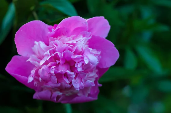 Pivoine rose dans le jardin sur fond vert . — Photo