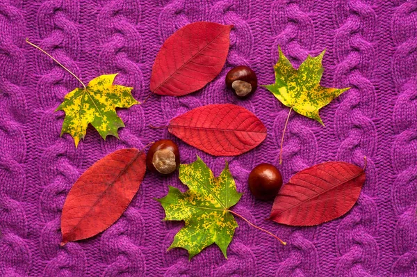 Bunte Herbstblätter mit Kastanien auf einem lila Strickpullover. — Stockfoto