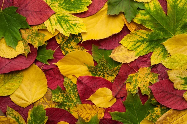 Fundo de folhas de outono coloridas e castanhas marrons . — Fotografia de Stock