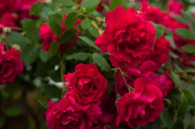 Parlak kırmızı gül tomurcukları yağmur sonra yeşil bir Bush bir arka plan ile. Yaz bahçesinde güzel kırmızı gül.