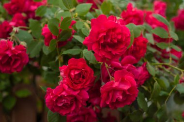 Parlak kırmızı gül tomurcukları yağmur sonra yeşil bir Bush bir arka plan ile. Yaz bahçesinde güzel kırmızı gül.