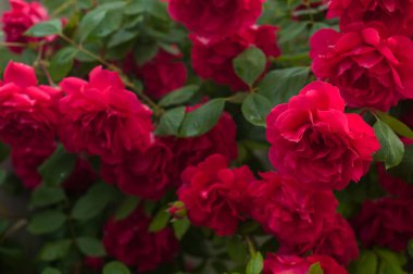 Parlak kırmızı gül tomurcukları yağmur sonra yeşil bir Bush bir arka plan ile. Yaz bahçesinde güzel kırmızı gül.