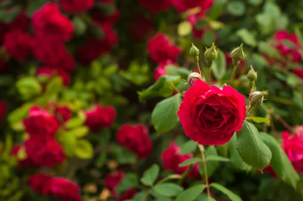 Ljusa röda rosor med knoppar på en bakgrund av en grön buske efter regn. Vackra röda rosor i trädgården. — Stockfoto