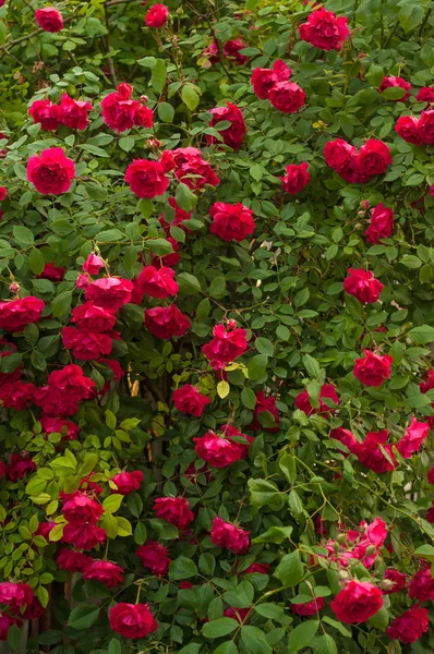 Яскраво-червоні троянди з бруньками на фоні зеленого куща. Красиві червоні троянди в літньому саду . — стокове фото