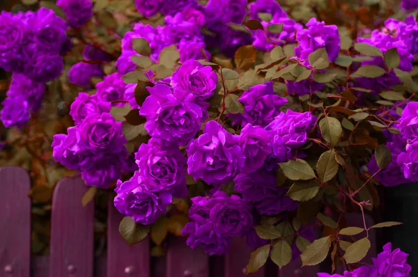Яскраво-фіолетові троянди з бруньками над парканом. Красиві фіолетові троянди в літньому саду . — стокове фото