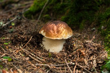 Sonbahar ormandaki yeşil yosun arasında bir yenilebilir porcini büyür.