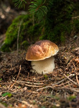 Sonbahar ormandaki yeşil yosun arasında bir yenilebilir porcini büyür.