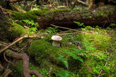 Boletus mantarı mantar orman katta sonbahar sezonunda büyür..