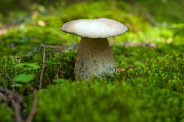 Boletus edulis seta crece en el suelo del bosque en la temporada de otoño . — Foto de Stock