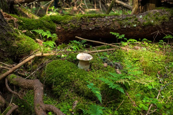 Boletus edulis seta crece en el suelo del bosque en la temporada de otoño . — Foto de Stock