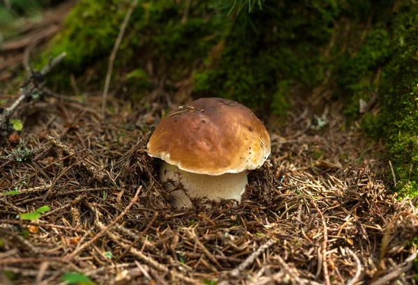 Sonbahar ormandaki yeşil yosun arasında bir yenilebilir porcini büyür.