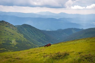 Yüksek-arazi mera, Karpat Dağları, otlayan atlar. 
