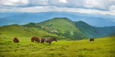 Yüksek-arazi mera, Karpat Dağları, atları otlatma panoramik fotoğraf. 