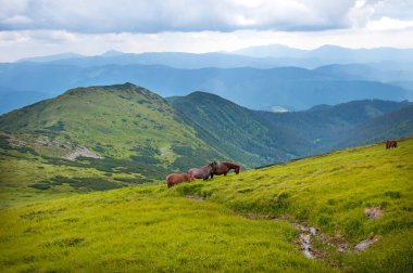 Yüksek-arazi mera, Karpat Dağları, otlayan atlar. 