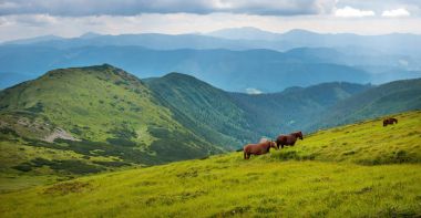 Yüksek-arazi mera, Karpat Dağları, atları otlatma panoramik fotoğraf. 