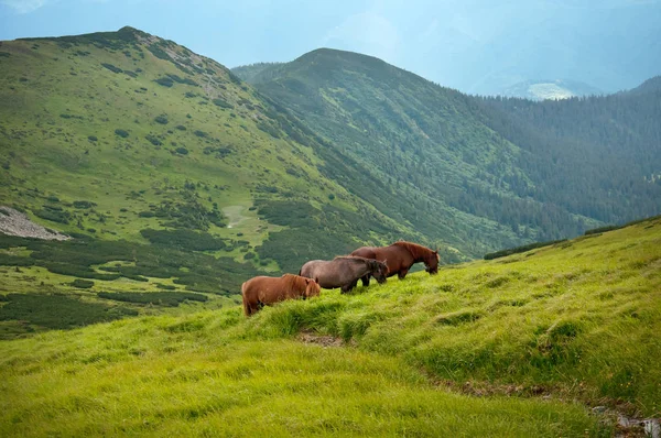 Yüksek-arazi mera, Karpat Dağları, otlayan atlar. 