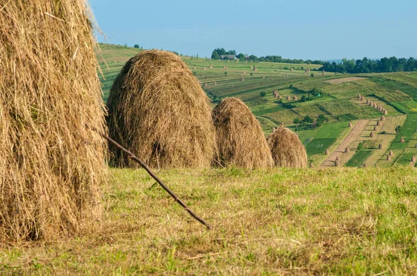 Kırsal manzara; Hey Ukrayna dağda sahasının rulo.
