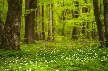 Güneşli bir günde ormanda Anemone nemorosa çiçeği. Ağaç şakayığı, yel çiçeği, yüksük otu. 