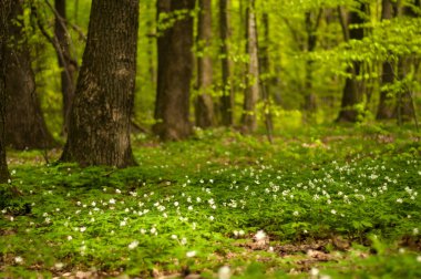 Güneşli bir günde ormanda Anemone nemorosa çiçeği. Ağaç şakayığı, yel çiçeği, yüksük otu. 