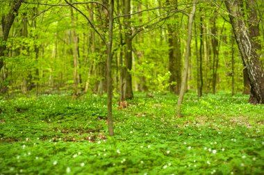 Güneşli bir günde ormanda Anemone nemorosa çiçeği. Ağaç şakayığı, yel çiçeği, yüksük otu. 