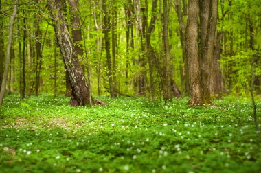 Güneşli bir günde ormanda Anemone nemorosa çiçeği. Ağaç şakayığı, yel çiçeği, yüksük otu. 