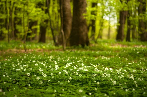 Güneşli bir günde ormanda Anemone nemorosa çiçeği. Ağaç şakayığı, yel çiçeği, yüksük otu. 