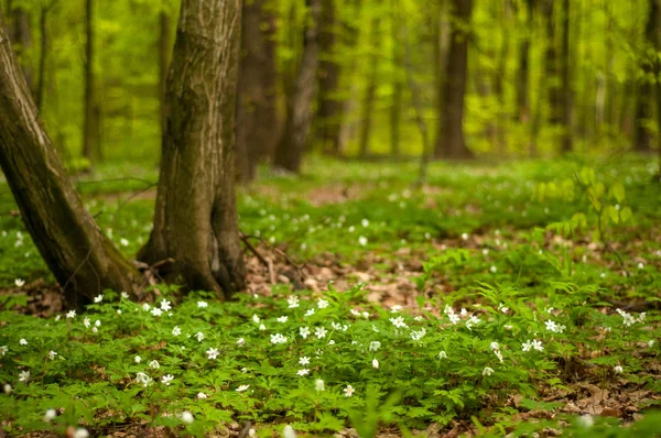 晴れた日には森の中にイソギンチャクの花を咲かせます。木のアネモネ風の花シンブルウィード. — ストック写真