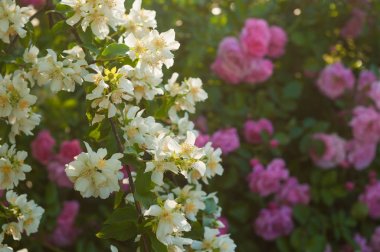 Pembe güller ve beyaz yasemin bir çalı. Beyaz ve pembe çiçekler bir bahçe düzenleme. 